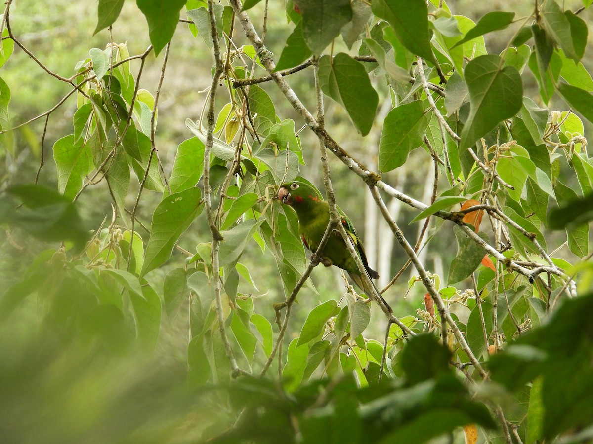 Conure pavouane - ML643190771