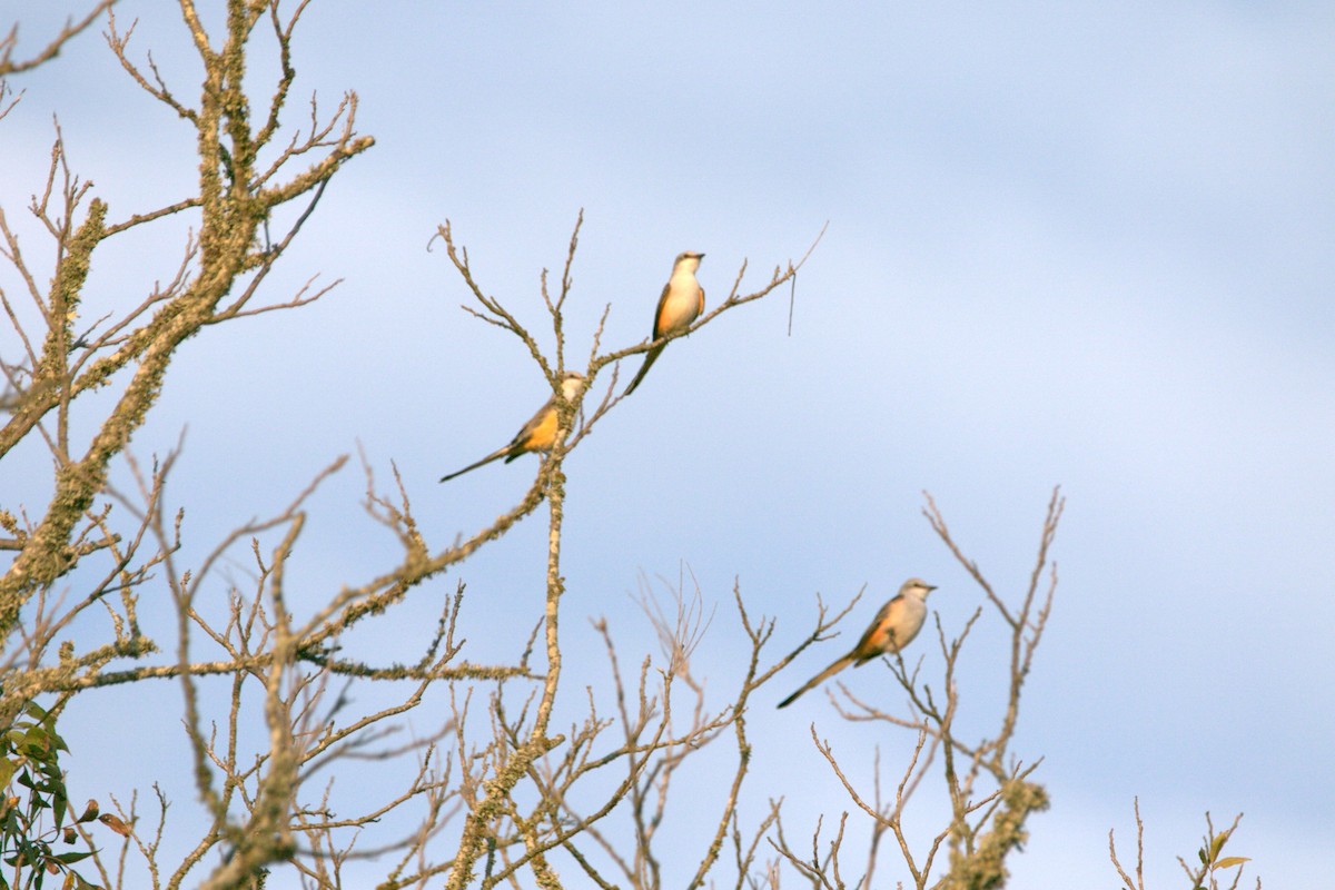 Scissor-tailed Flycatcher - ML643190778