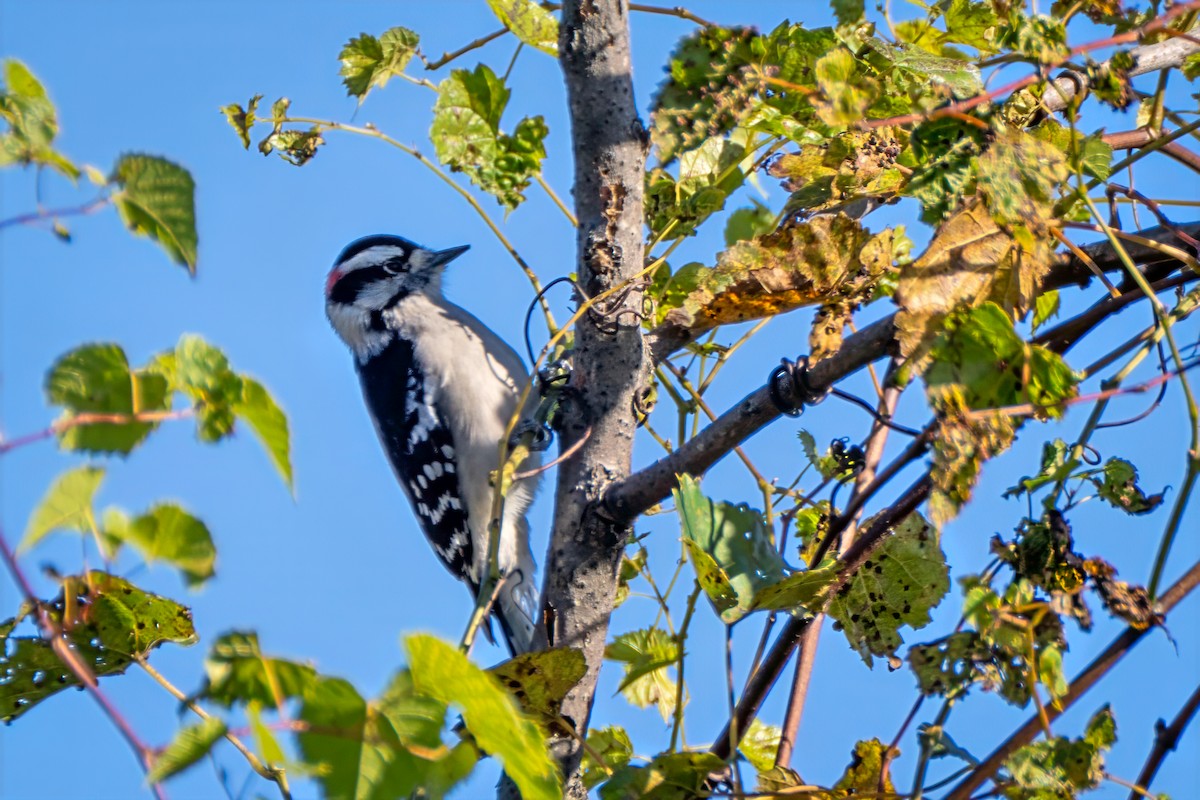 Downy Woodpecker - ML643190780