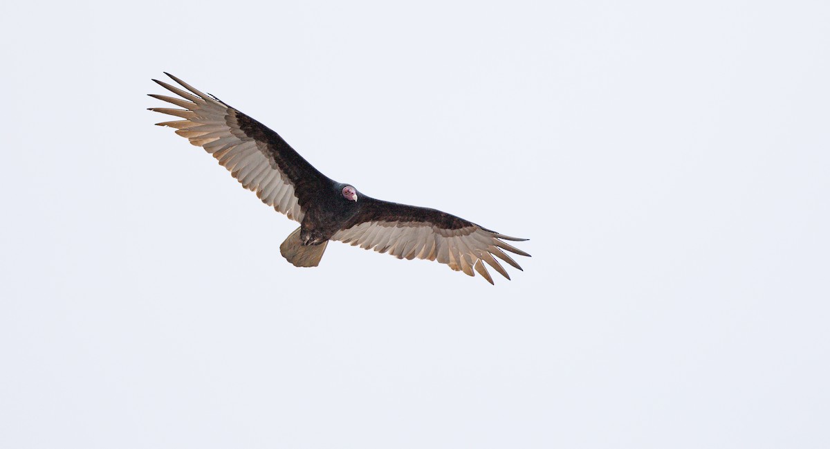 Urubu à tête rouge - ML643190785