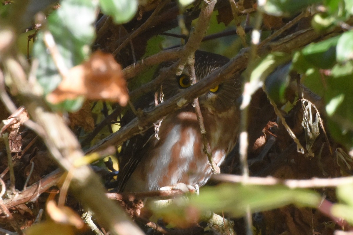 Northern Saw-whet Owl - ML643190796
