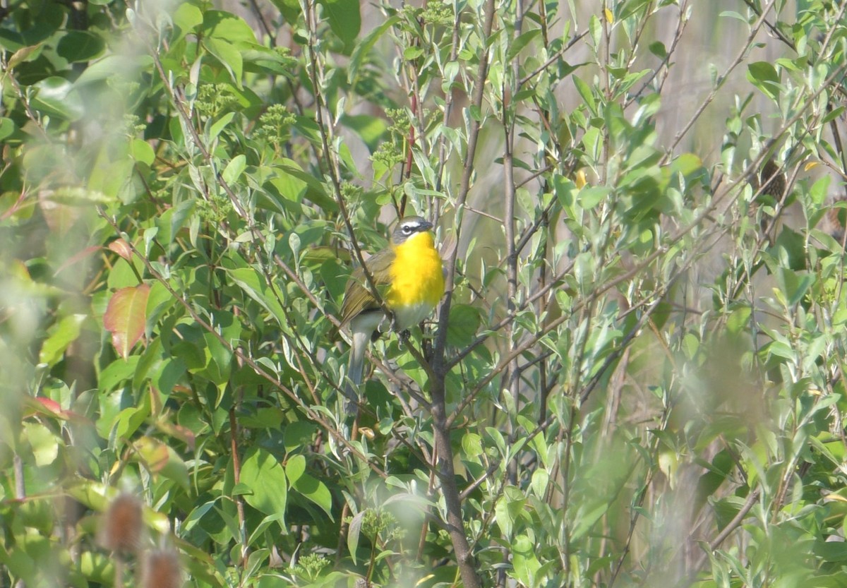 Yellow-breasted Chat - ML643190810
