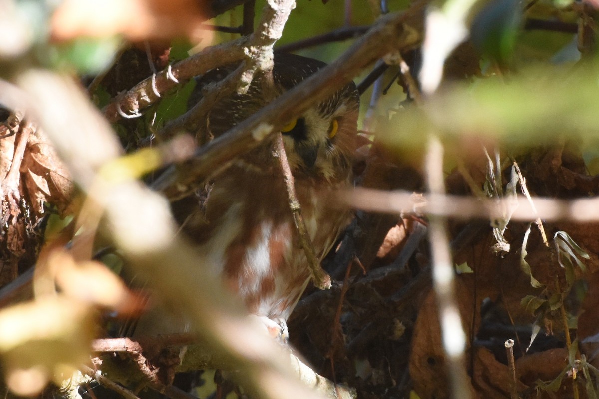Northern Saw-whet Owl - ML643190811