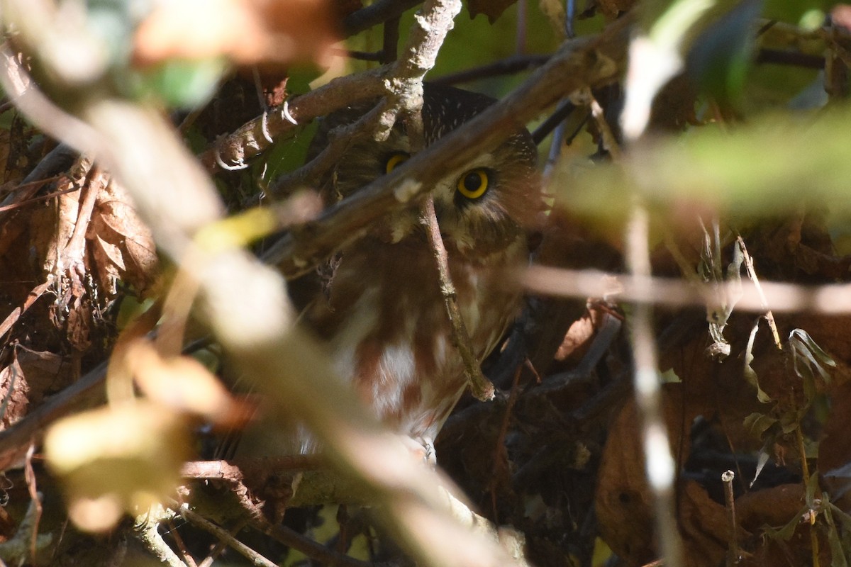 Northern Saw-whet Owl - ML643190820