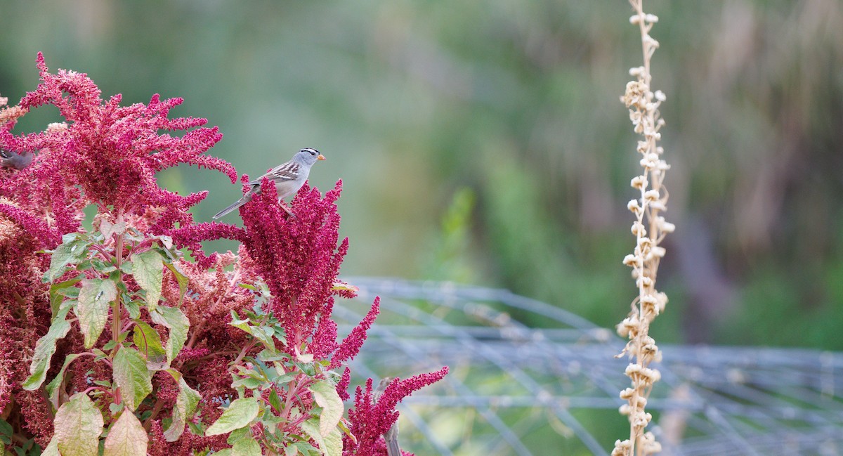 Bruant à couronne blanche (gambelii) - ML643190842