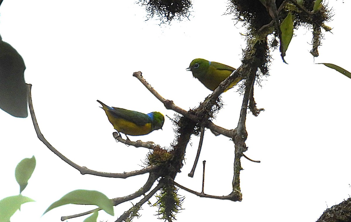 Blue-naped Chlorophonia - ML643190843