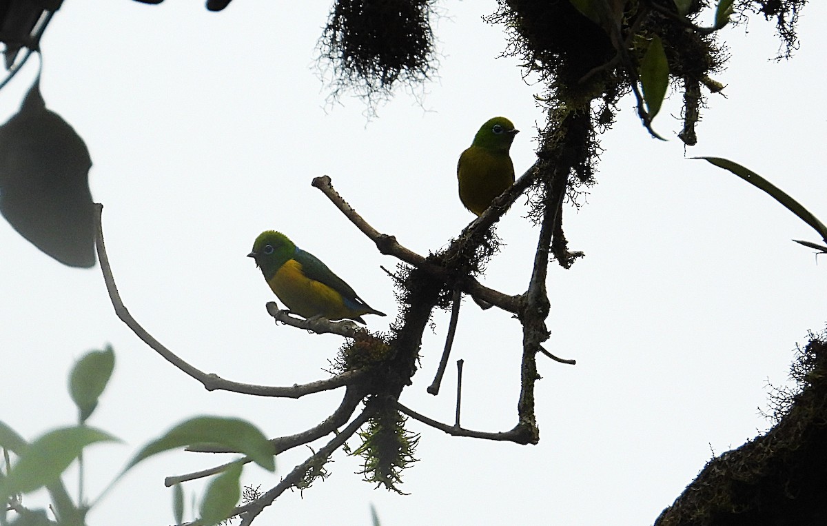 Blue-naped Chlorophonia - ML643190844