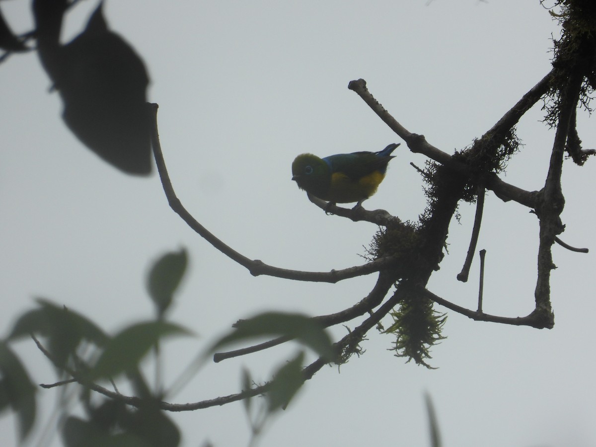 Blue-naped Chlorophonia - ML643190845