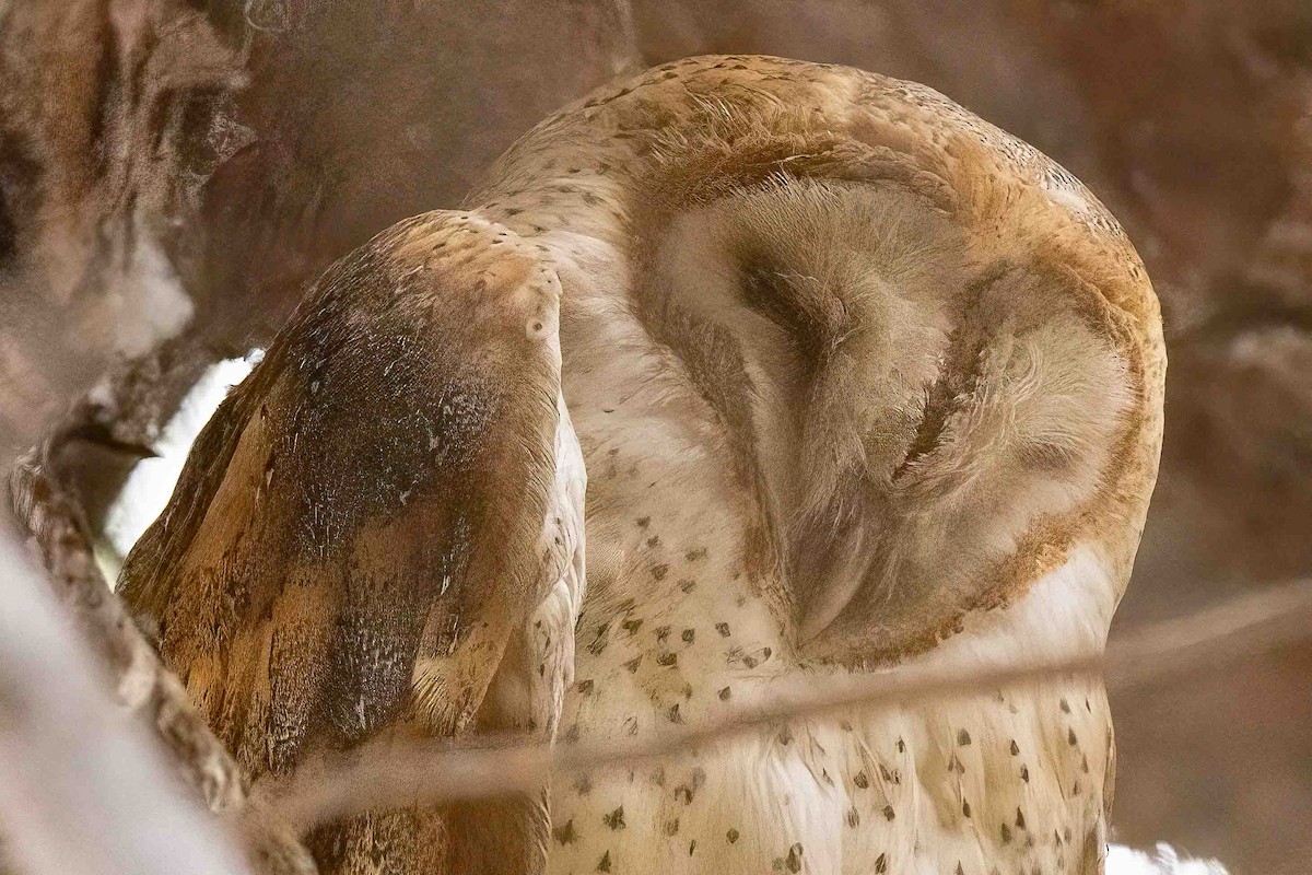 American Barn Owl - ML643190862