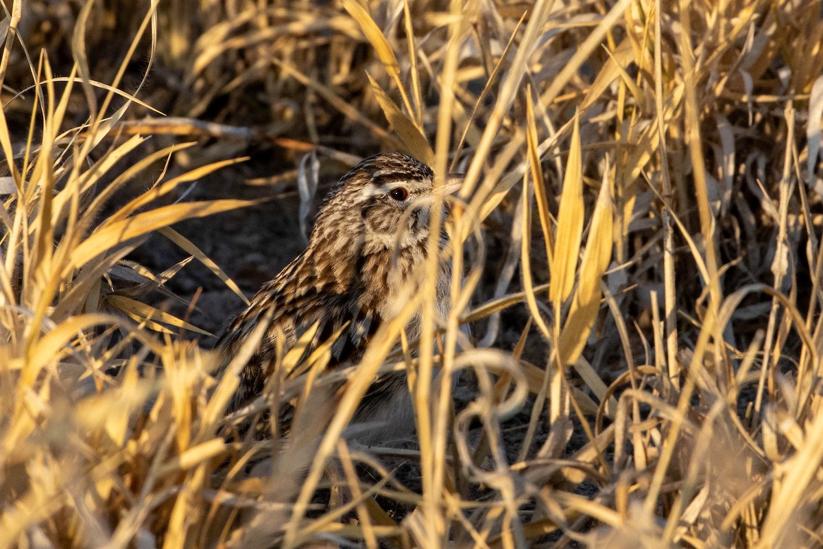 Sabota Lark - ML643190865