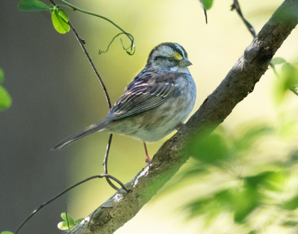 White-throated Sparrow - ML643190866