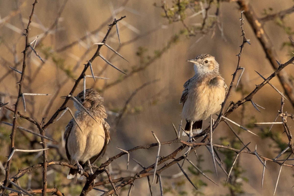 Desert Cisticola - ML643190868