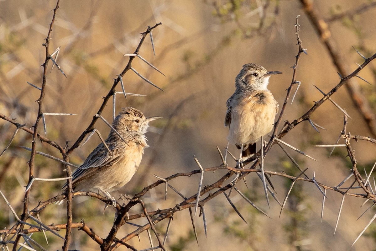 Desert Cisticola - ML643190869