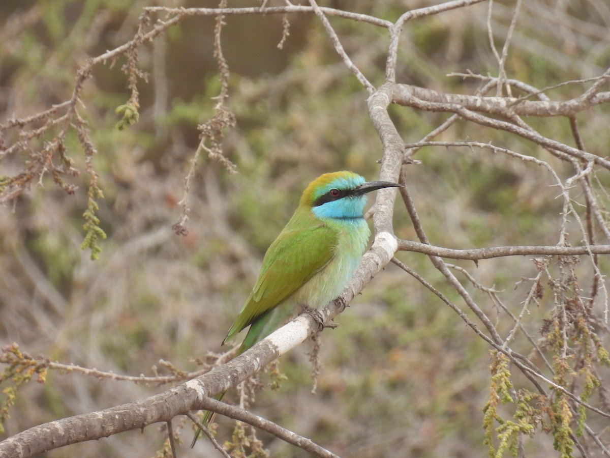 Arabian Green Bee-eater - ML643190900