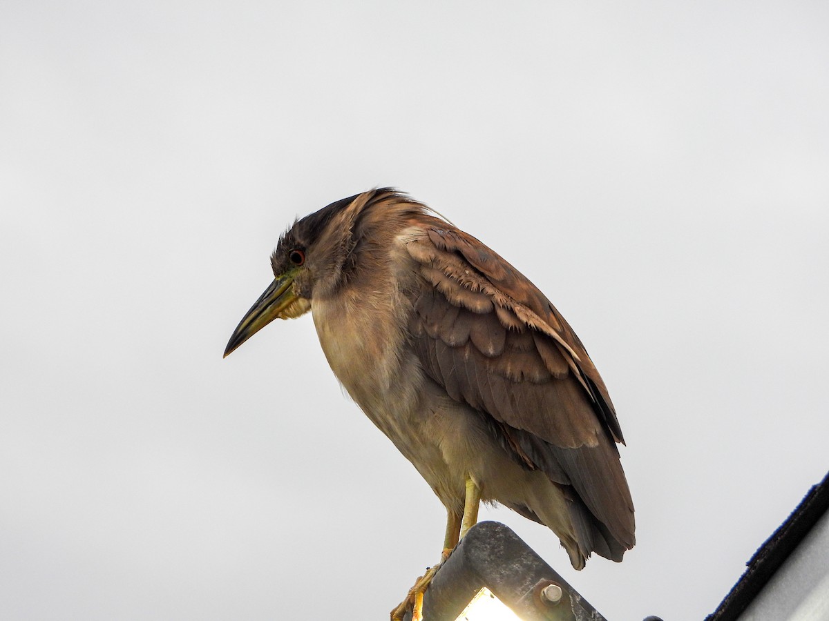 Black-crowned Night Heron - ML643190902