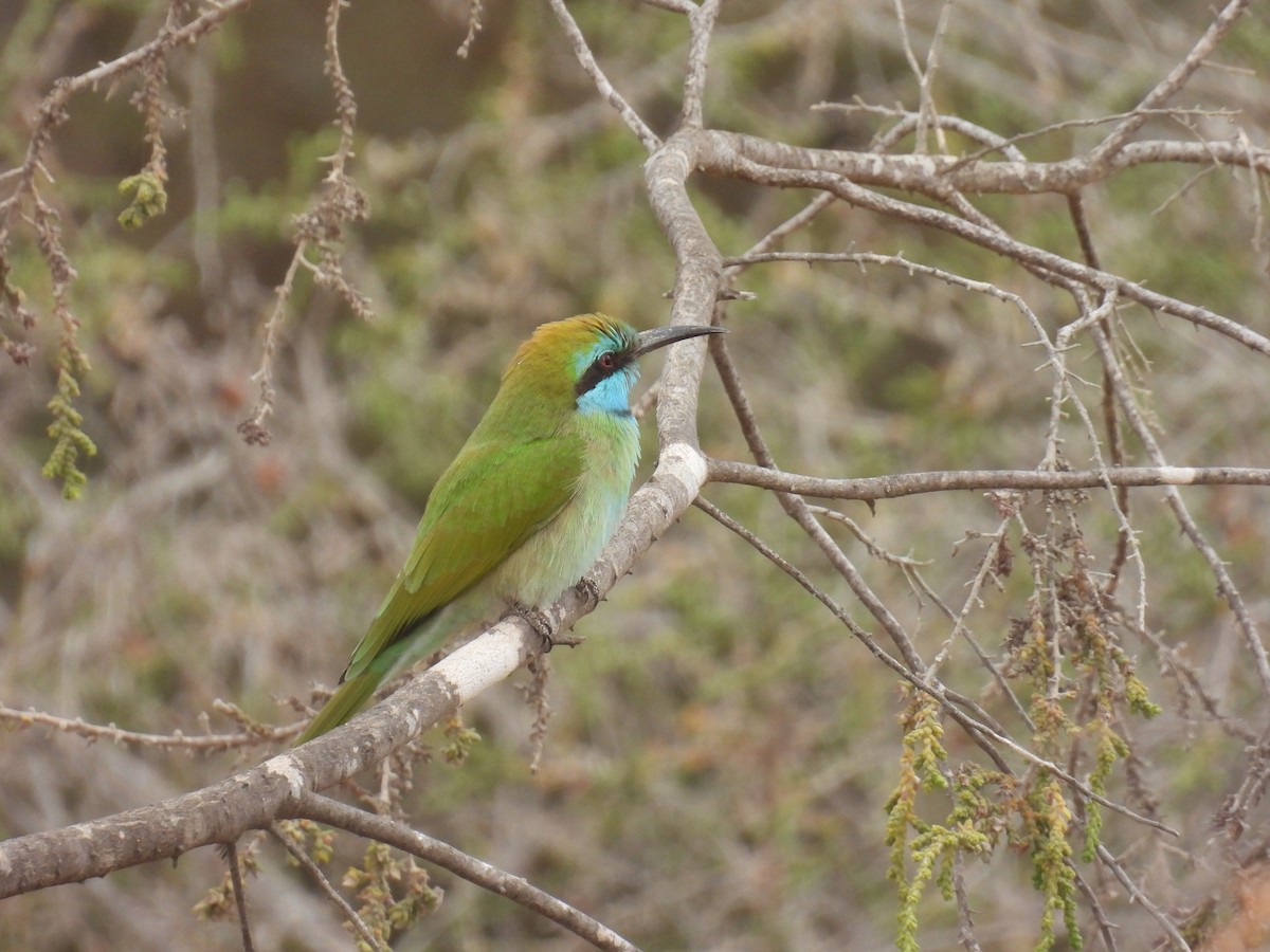 Arabian Green Bee-eater - ML643190903