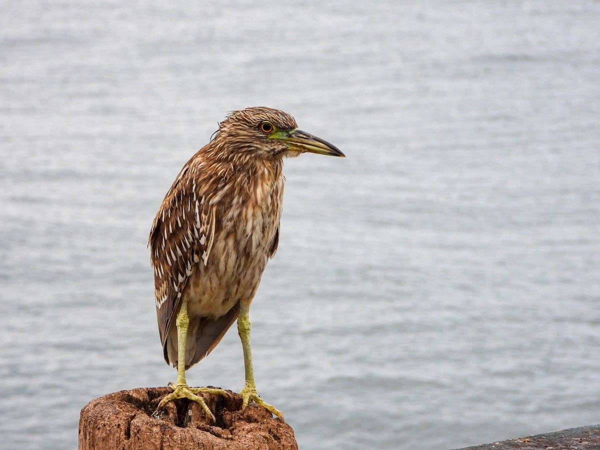 Black-crowned Night Heron - ML643190905
