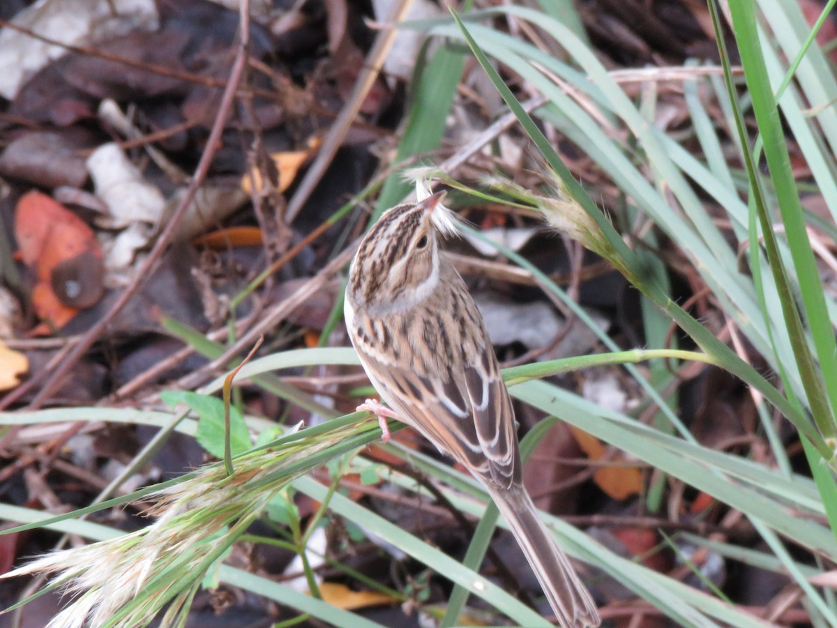 Clay-colored Sparrow - ML643190916