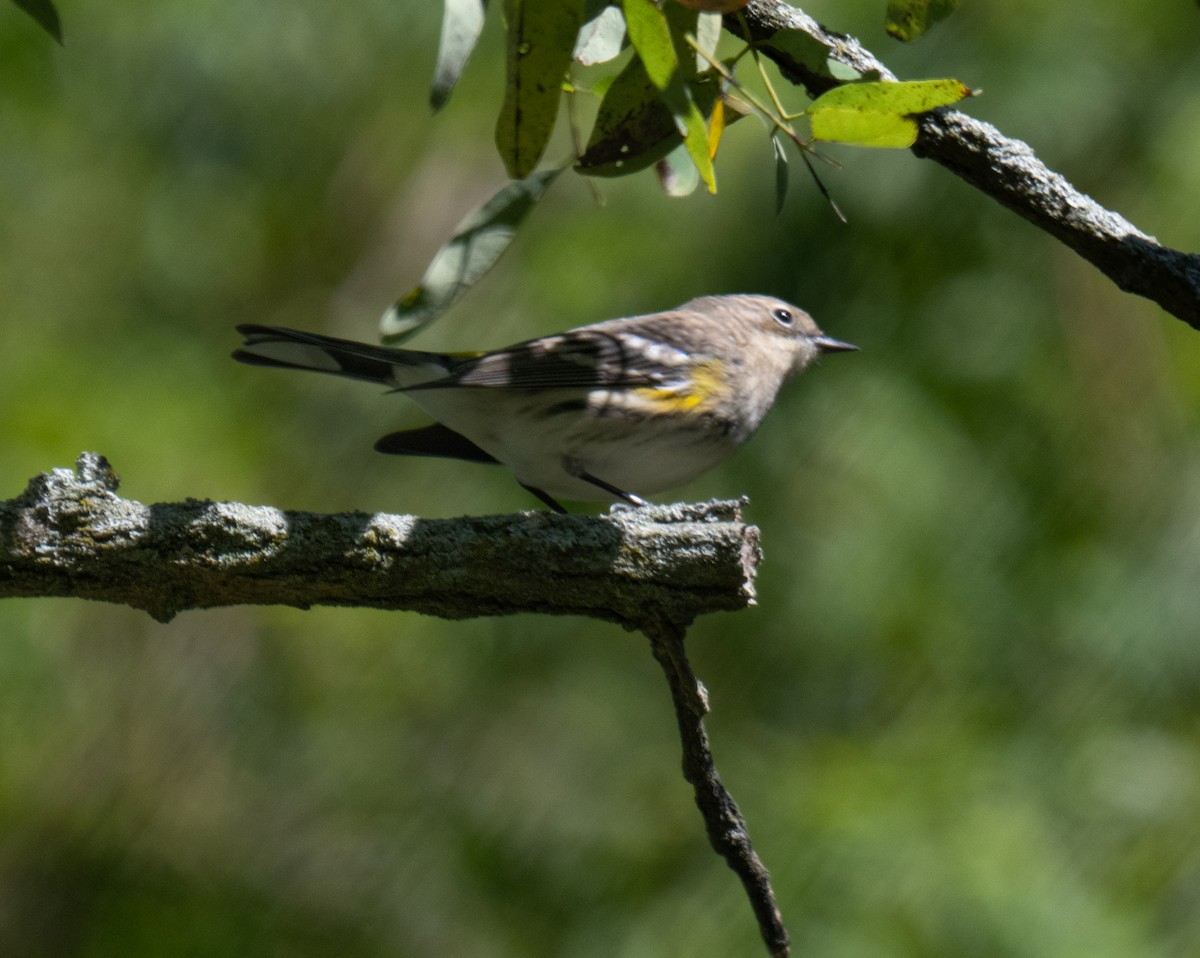 Yellow-rumped Warbler - ML643190917
