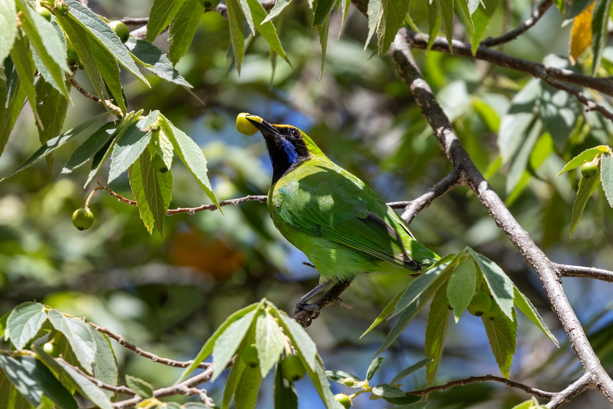 Golden-fronted Leafbird - ML643190930