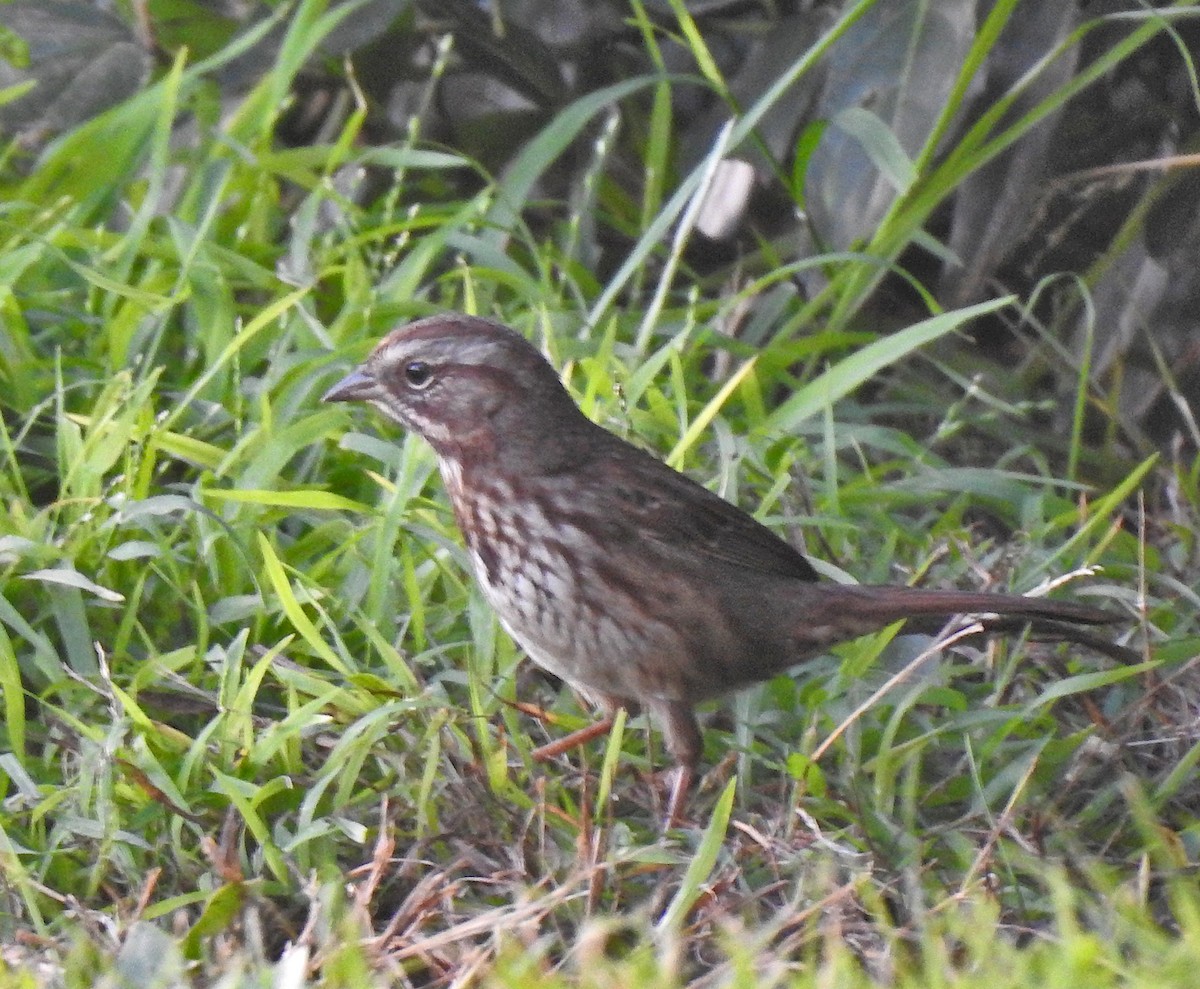 Song Sparrow (rufina Group) - ML643190939
