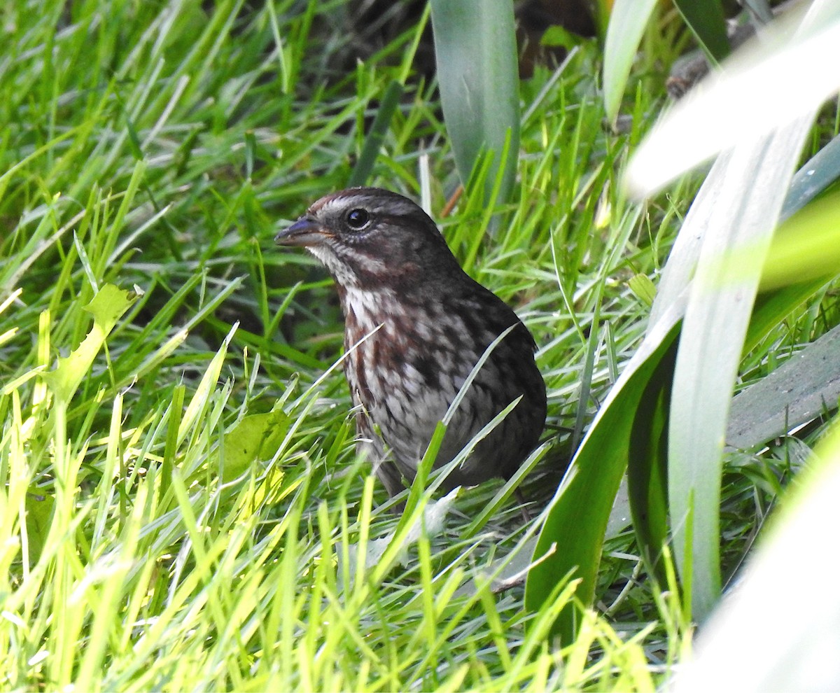 Song Sparrow (rufina Group) - ML643190940