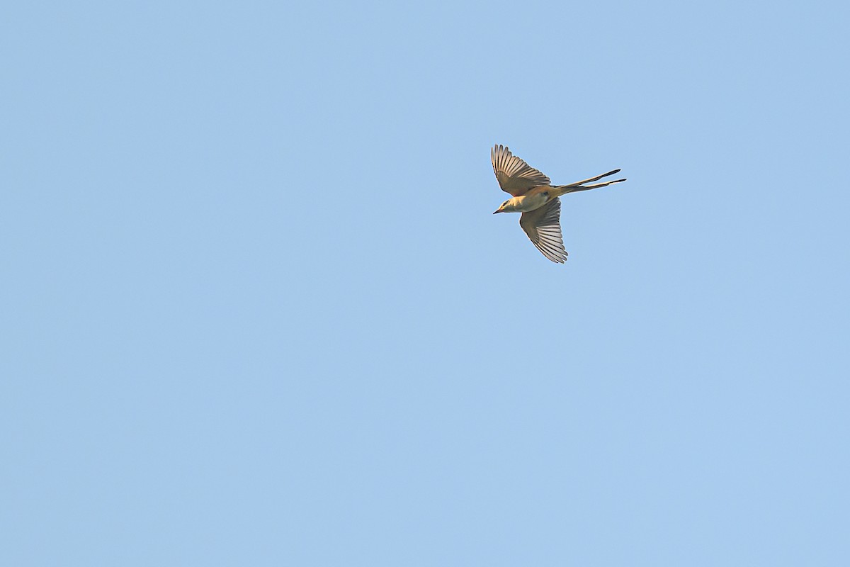Scissor-tailed Flycatcher - ML643190951