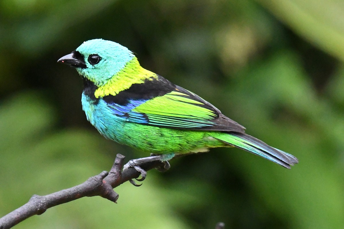 Green-headed Tanager - ML643190978
