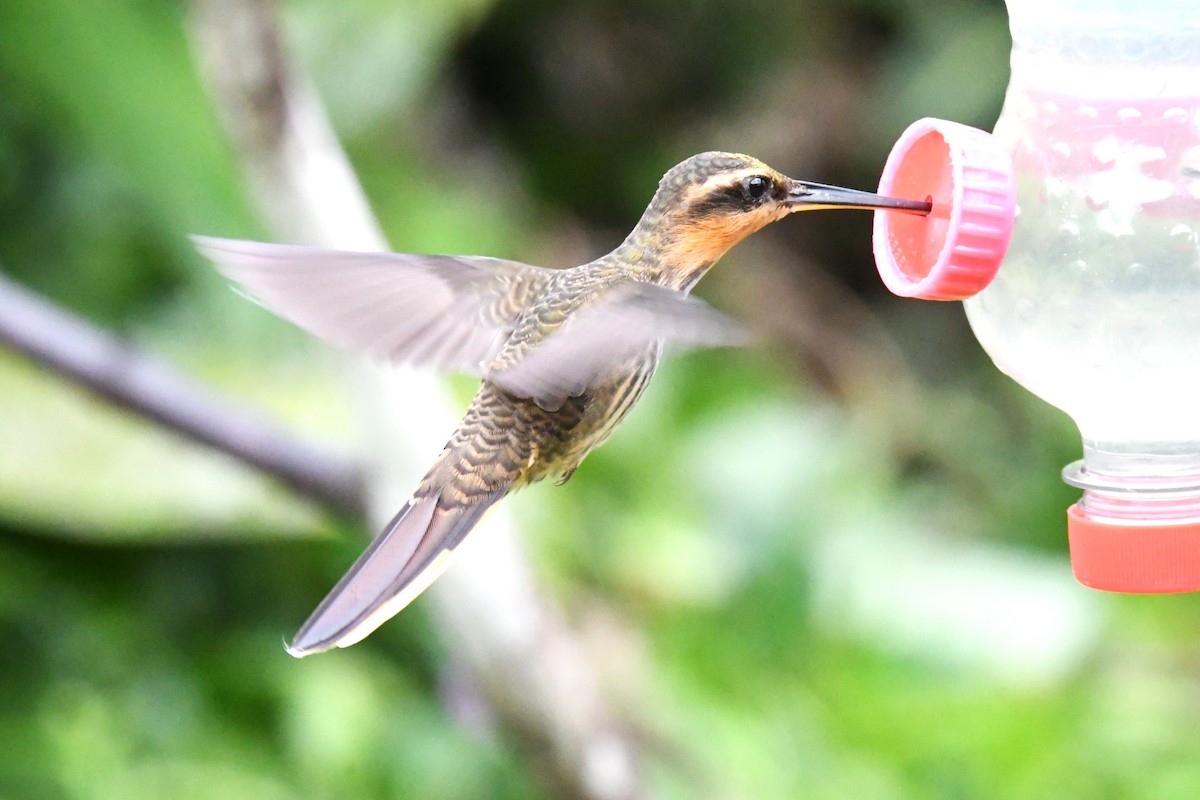 Saw-billed Hermit - ML643191004