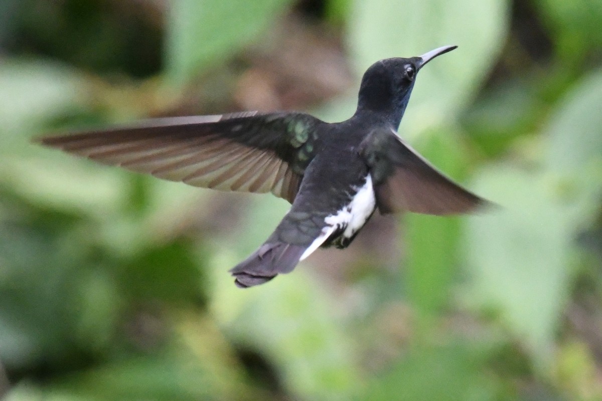 Black Jacobin - ML643191010