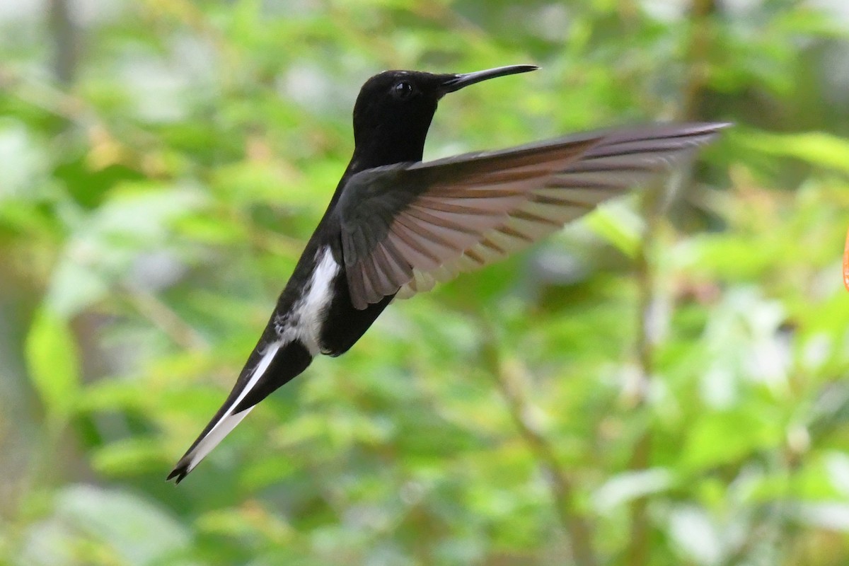 Black Jacobin - ML643191011