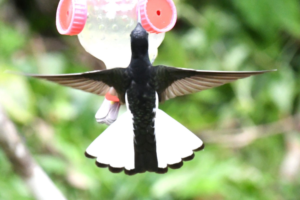 Black Jacobin - ML643191012