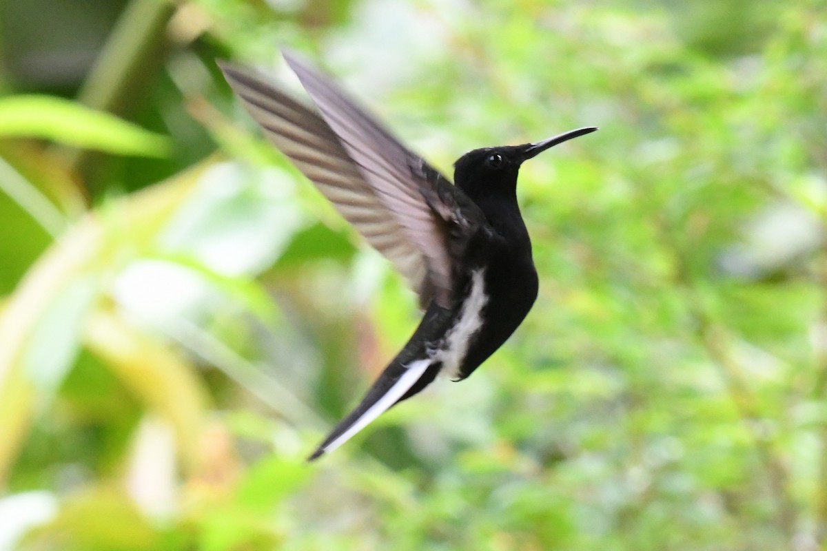 Black Jacobin - ML643191013