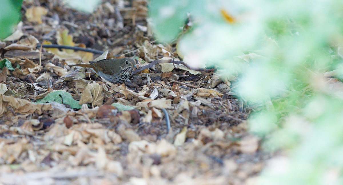 Grive solitaire - ML643191015