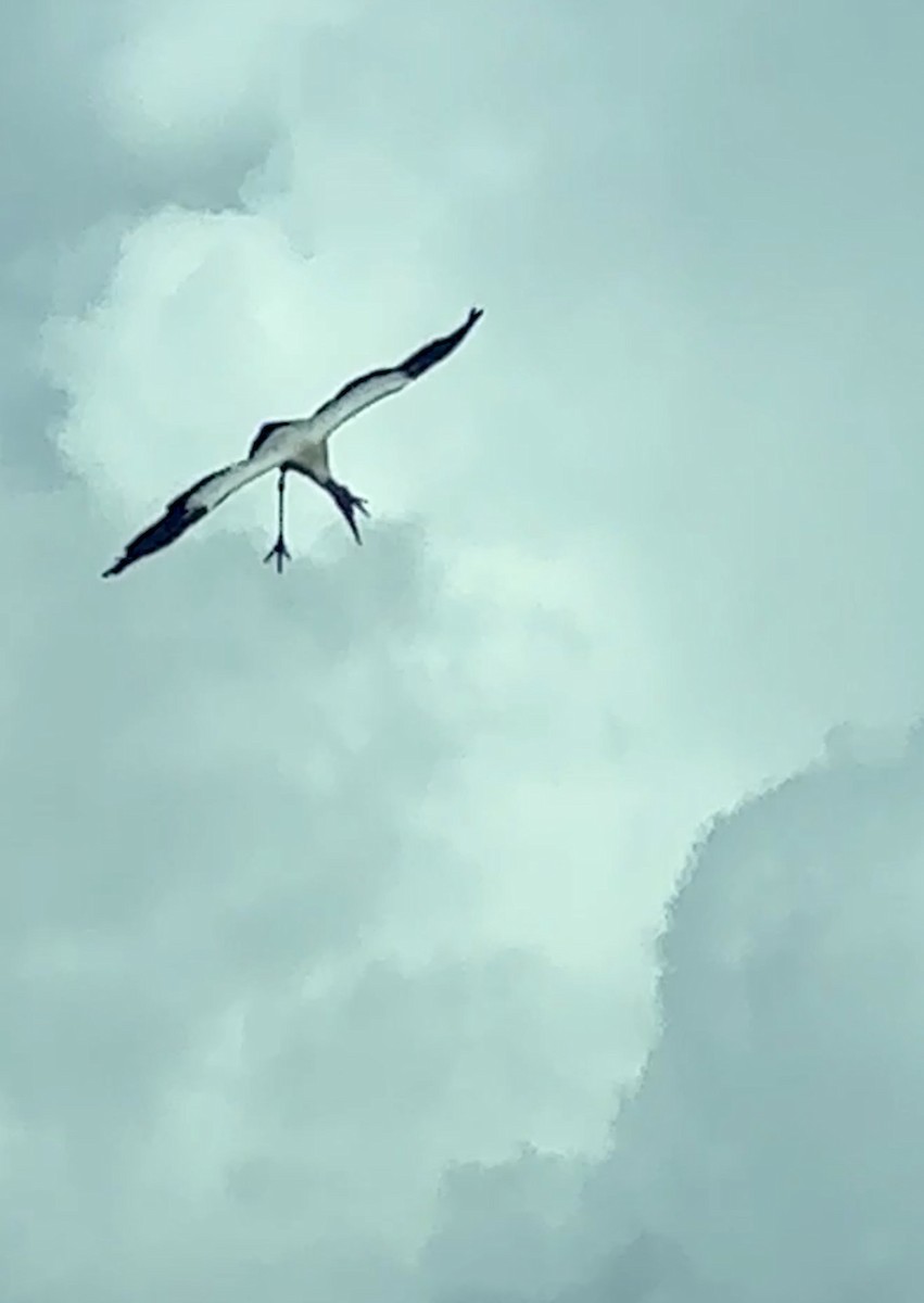 Wood Stork - ML643191051
