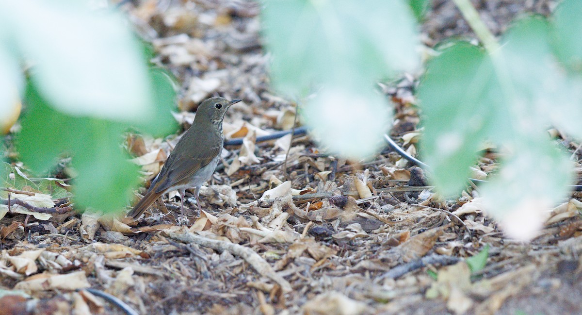 Grive solitaire - ML643191078