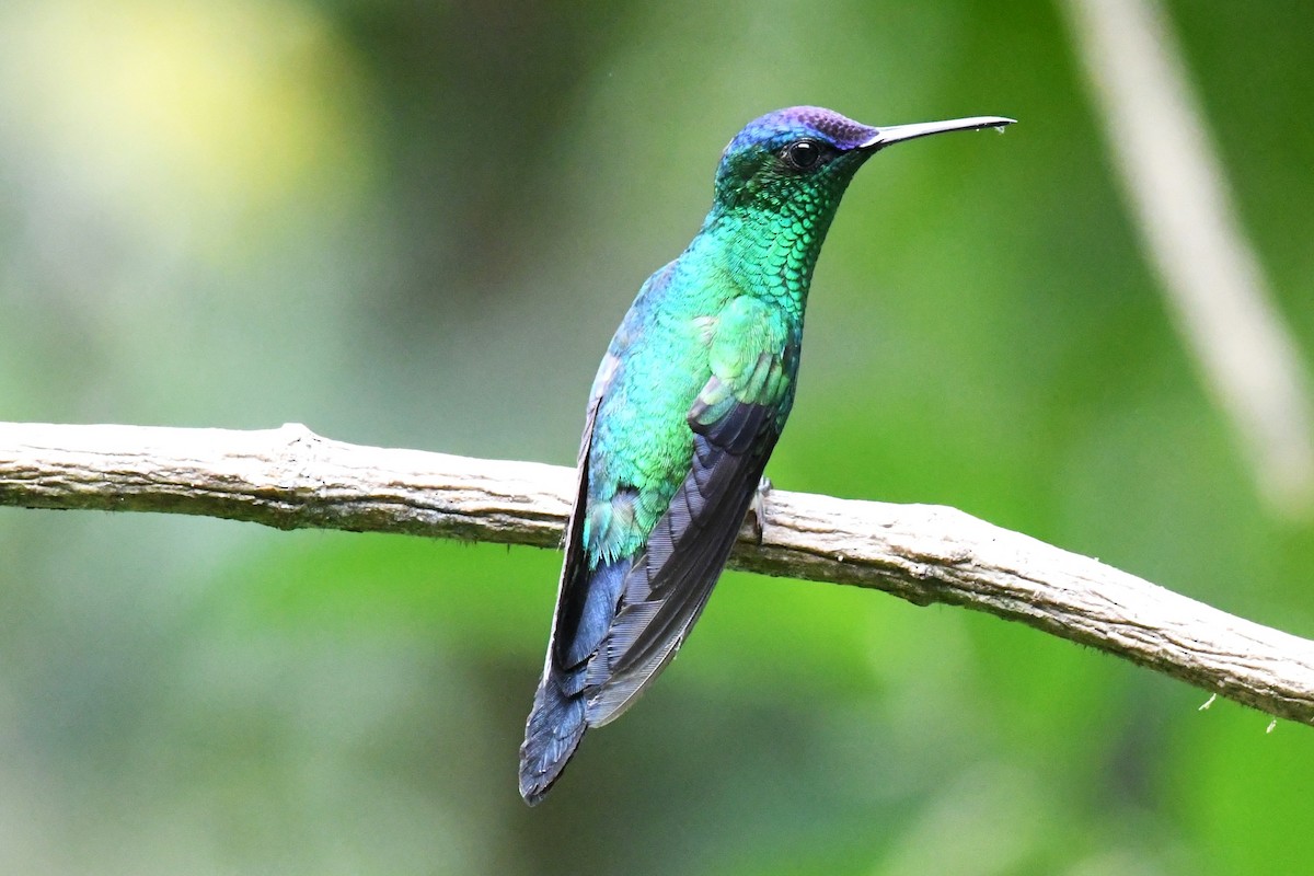 Violet-capped Woodnymph - ML643191083