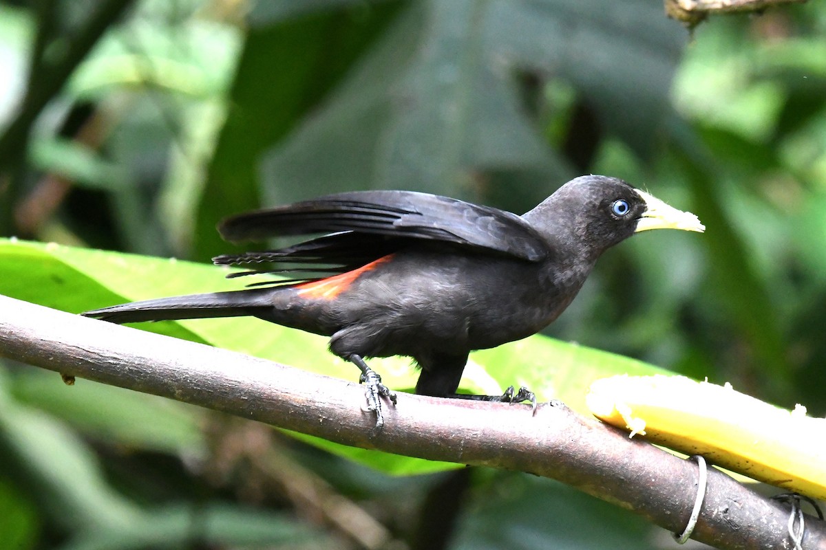 Red-rumped Cacique - ML643191086