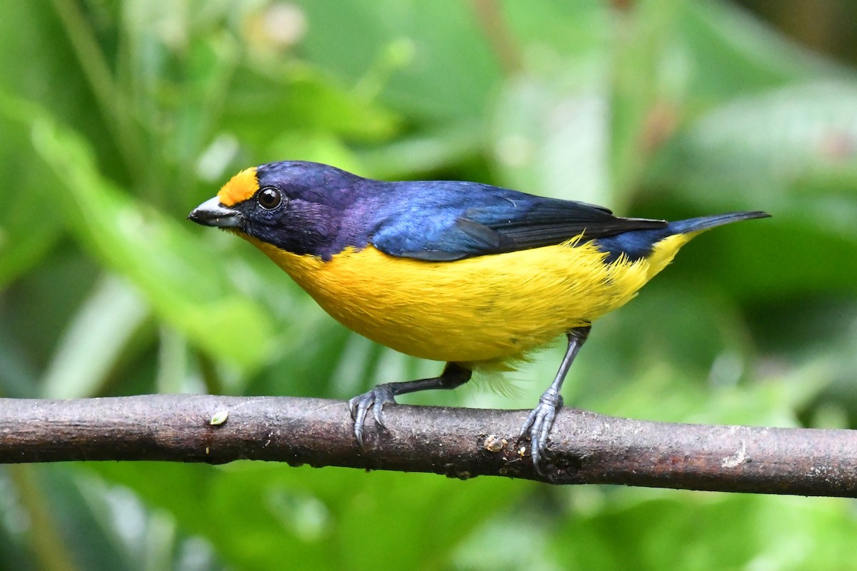 Violaceous Euphonia - ML643191089