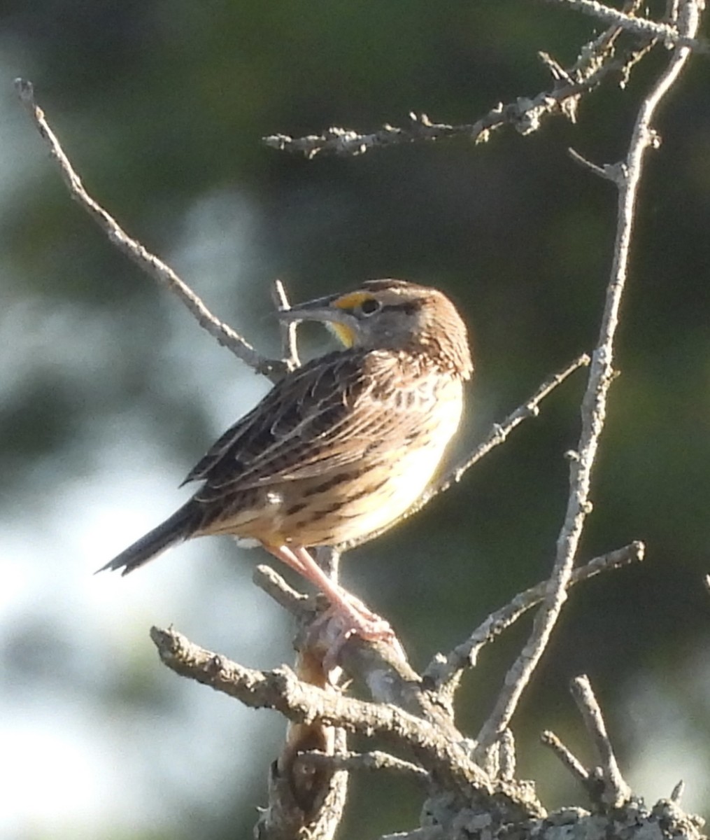 Eastern Meadowlark - ML643191097