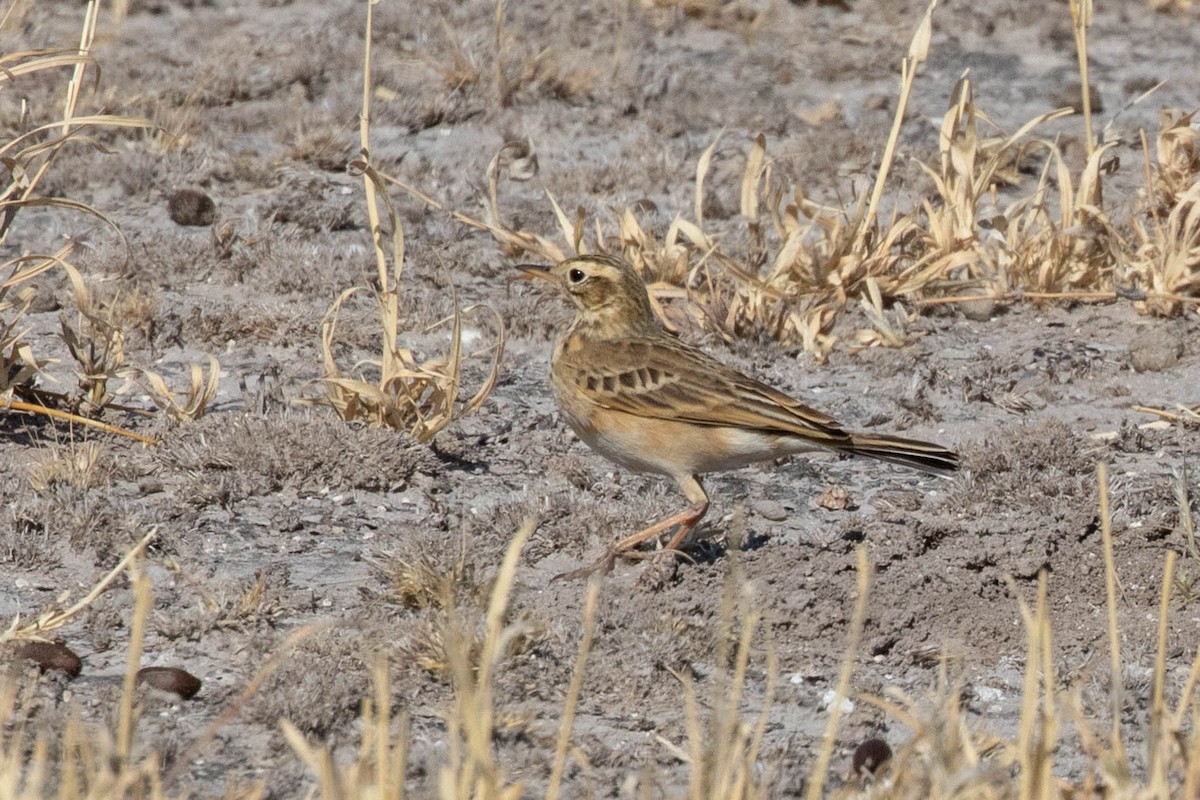Buffy Pipit - ML643191132