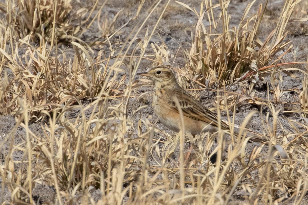 Buffy Pipit - ML643191133