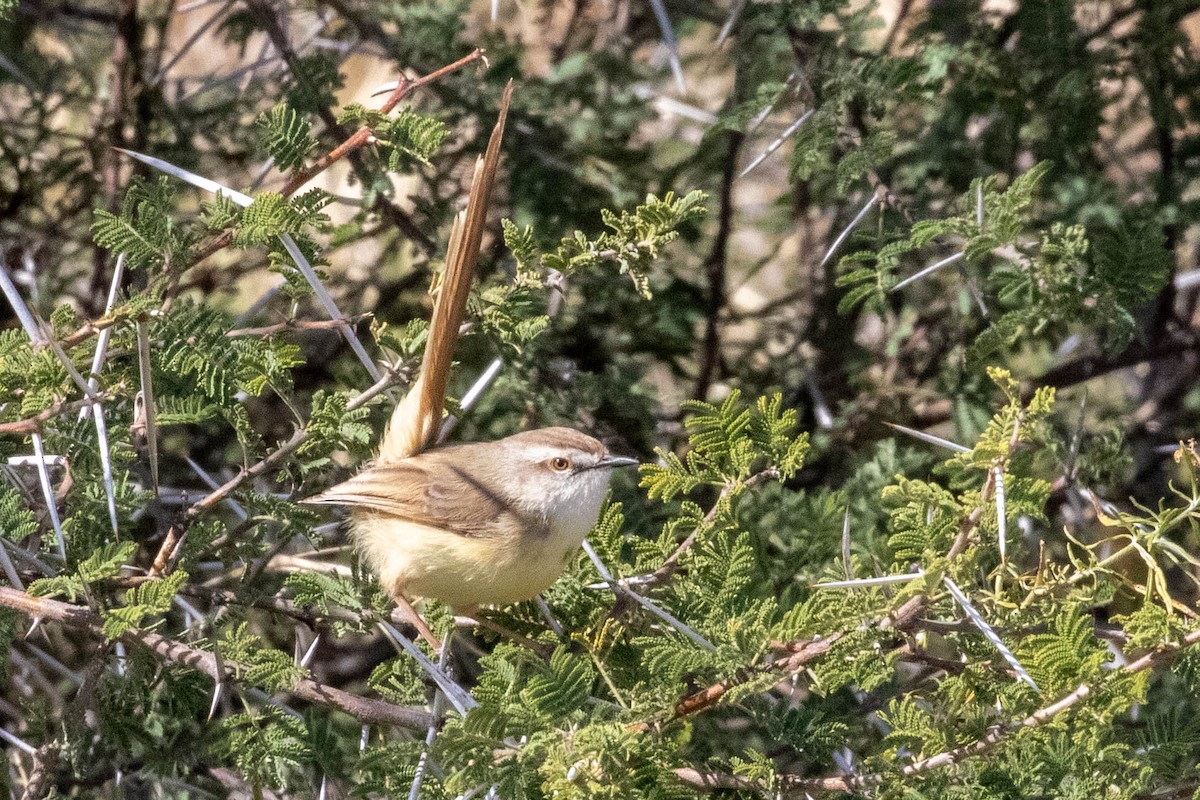 Black-chested Prinia - ML643191146
