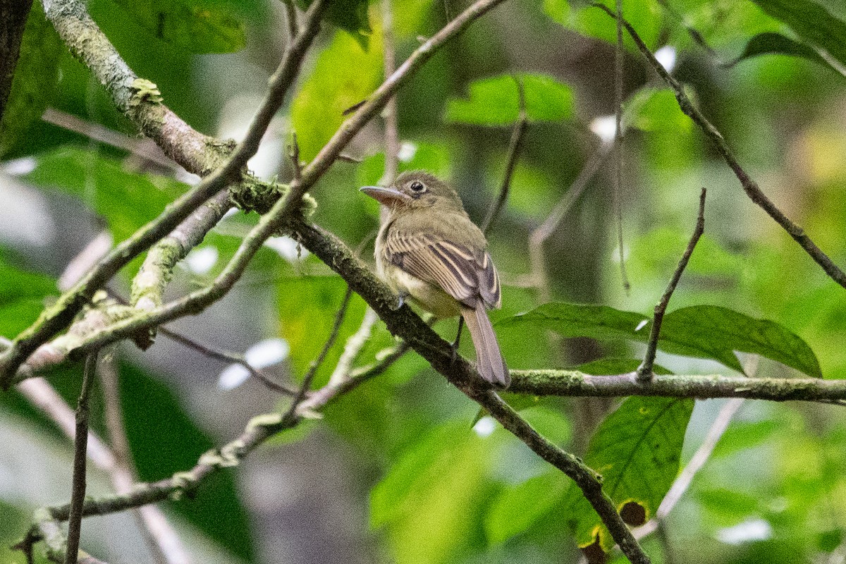 Western Olivaceous Flatbill - ML643191153