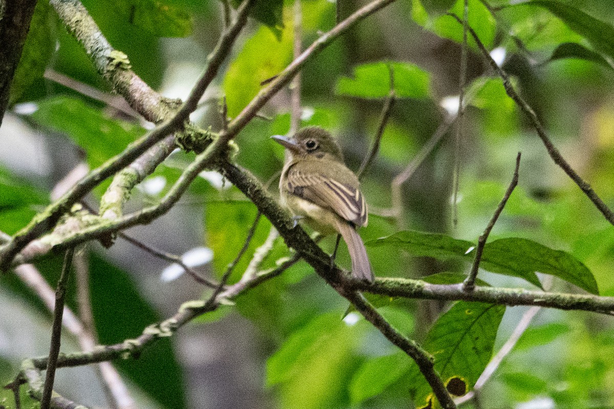 Western Olivaceous Flatbill - ML643191154