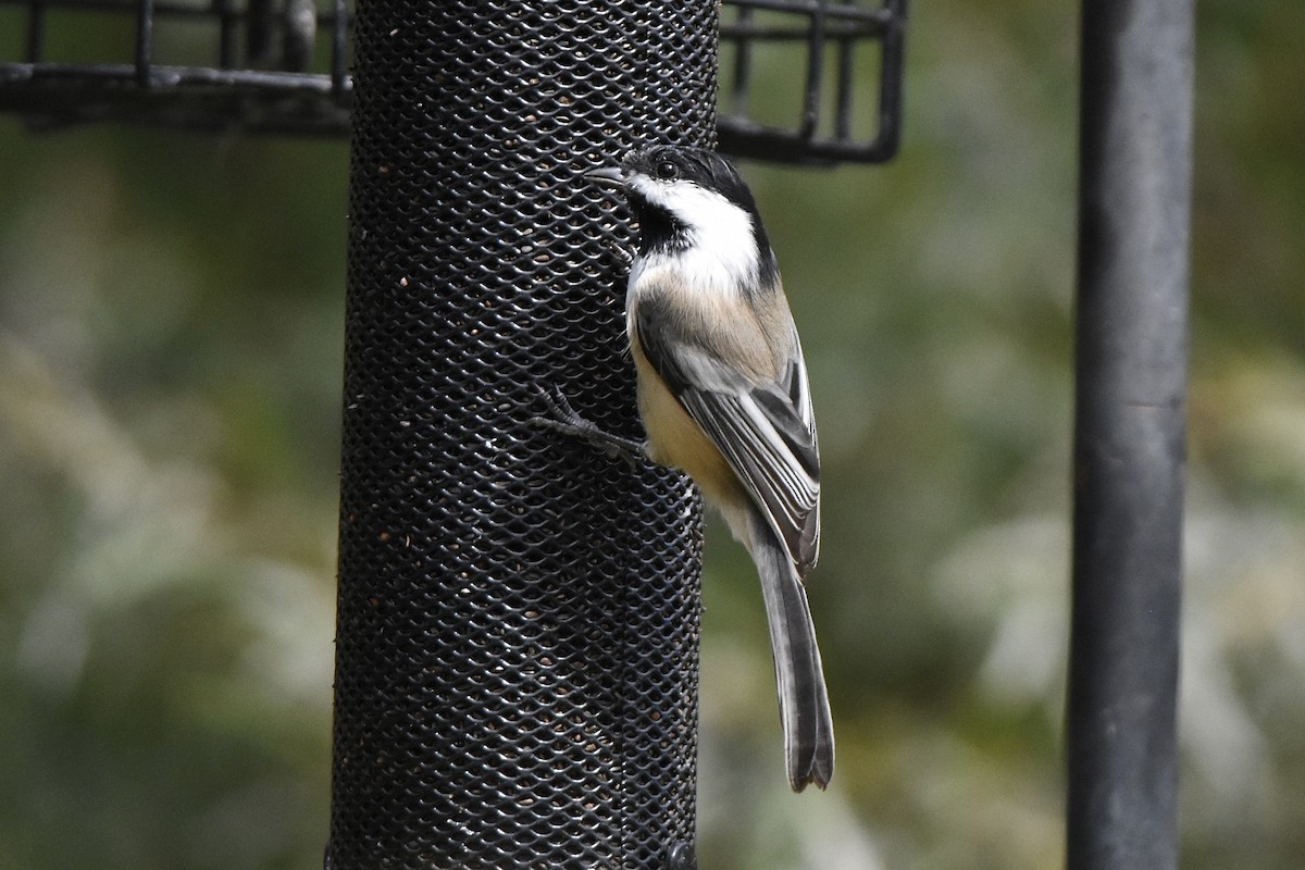 Black-capped Chickadee - ML643191156
