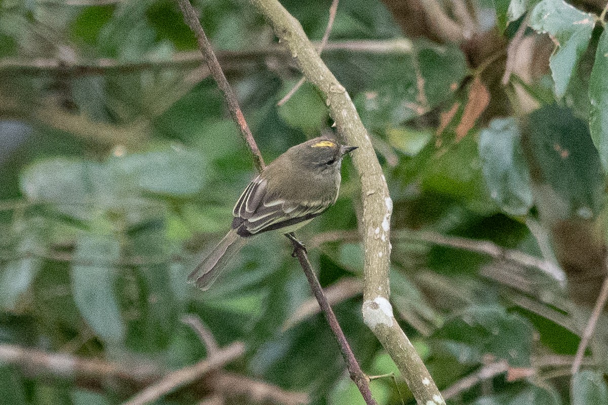 Forest Elaenia - ML643191173