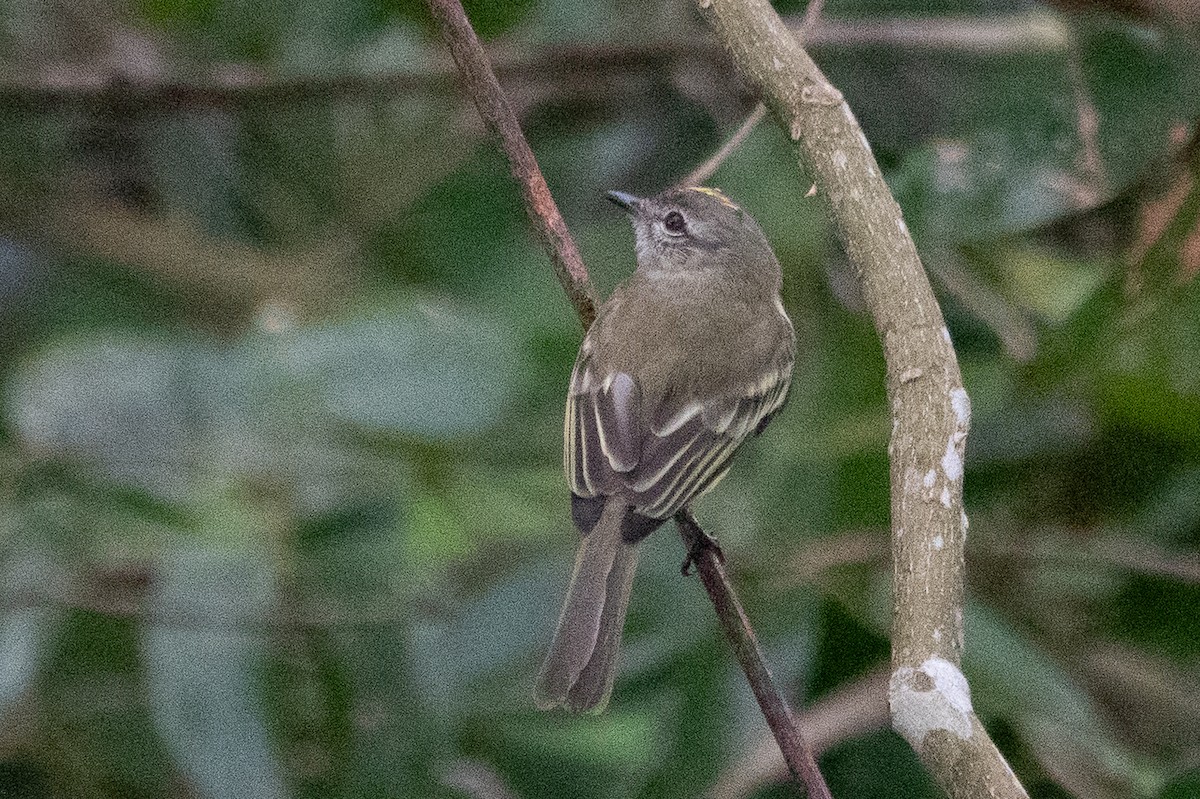 Forest Elaenia - ML643191175