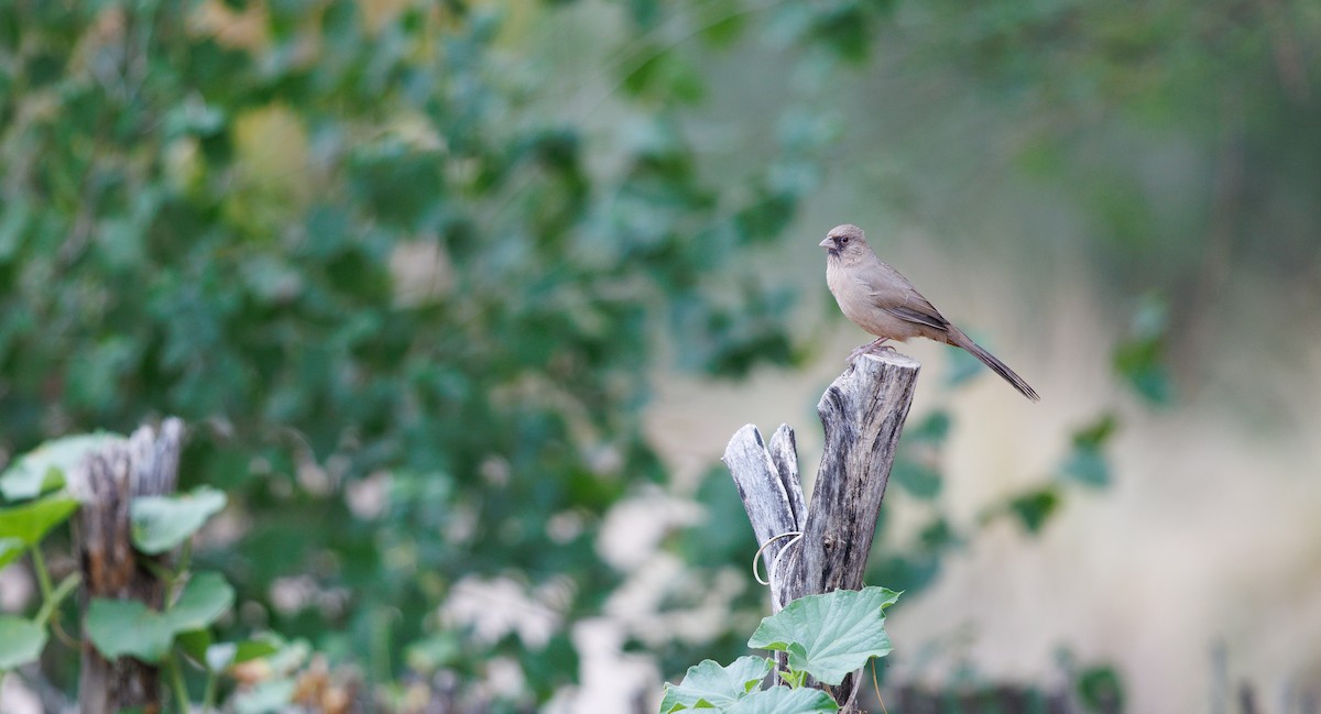 Tohi d'Abert - ML643191176