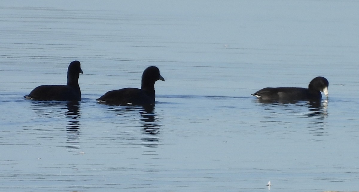 American Coot - ML643191186